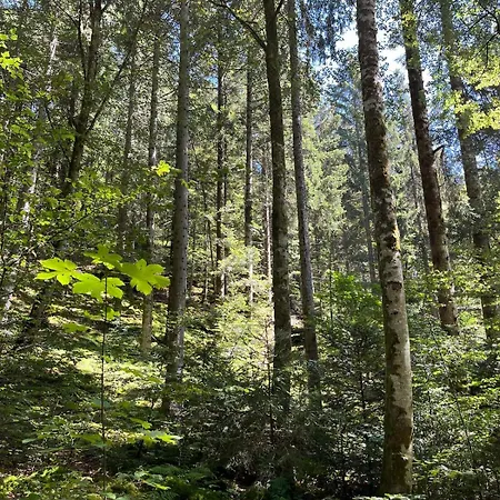 Apartment Schwarzwald Mit Sauna 2 Frisch Renoviert