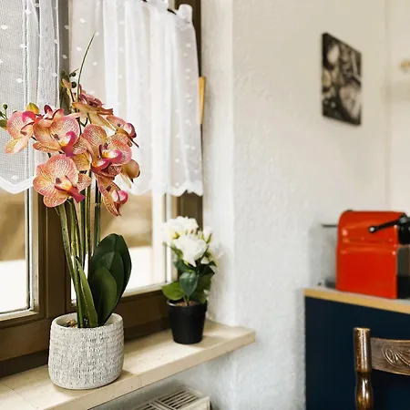 Apartman Schwarzwald Mit Sauna 2 Frisch Renoviert Todtmoos